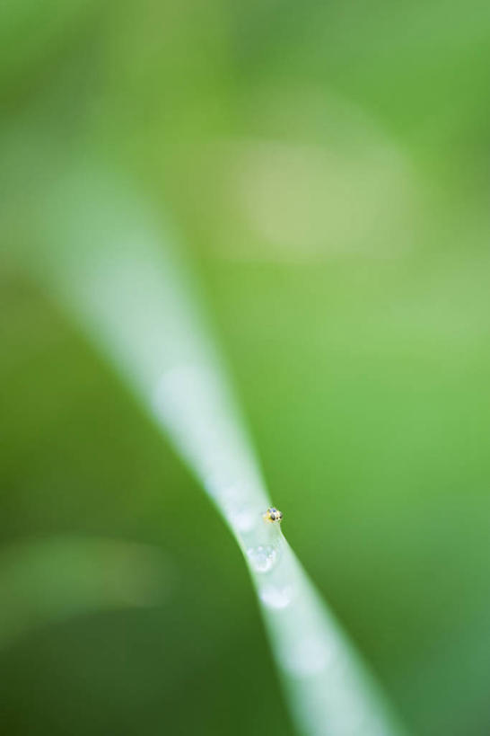 无人,竖图,俯视,室外,特写,白天,植物,叶子,阴影,朦胧,模糊,光线,昆虫,影子,绿叶,停留,一只,绿色,阳光,自然,动物,嫩叶,生长,成长,停止,蚜虫,害虫,腻虫,蜜虫,逗留,停顿,叶,叶片,彩图,高角度拍摄,全身