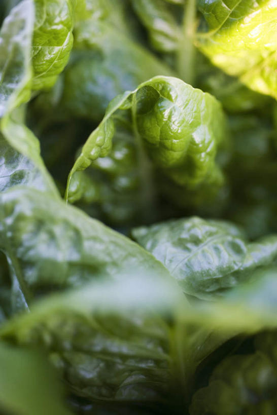 无人,竖图,室外,特写,白天,正面,蔬菜,叶子,许多,阴影,朦胧,模糊,新鲜,光线,影子,食品,绿叶,食物,阳光,嫩叶,有机食品,绿色食品,牛皮菜,叶,叶片,彩图