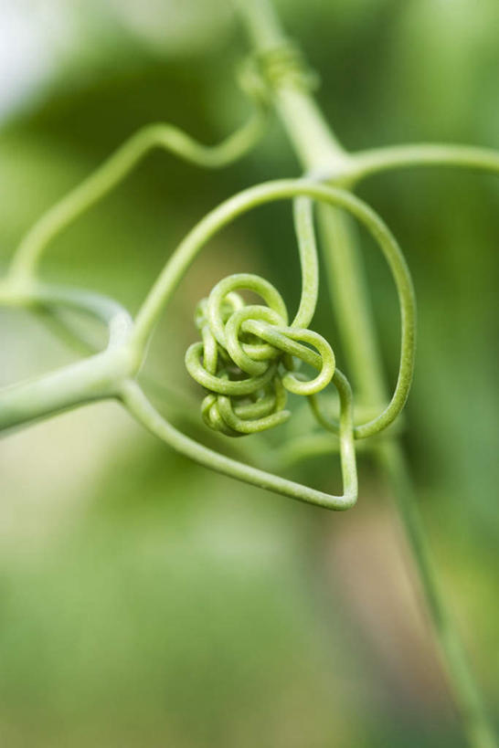 无人,竖图,室外,特写,白天,正面,悬挂,阴影,朦胧,模糊,缠绕,光线,影子,绿色,阳光,藤蔓,彩图