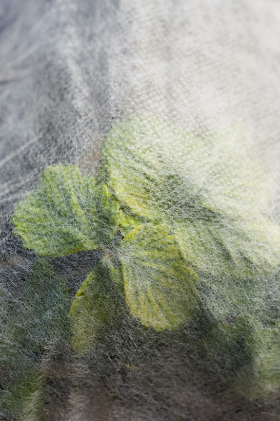 无人,农田,竖图,俯视,室外,特写,白天,庄稼,美景,草莓,蔬菜,叶子,阴影,新鲜,光线,纱布,影子,景观,食品,绿叶,食物,阳光,自然,嫩叶,景色,有机食品,绿色食品,自然风光,叶,叶片,洋莓,水果皇后,红莓,地莓,彩图,高角度拍摄,耕地,庄稼田