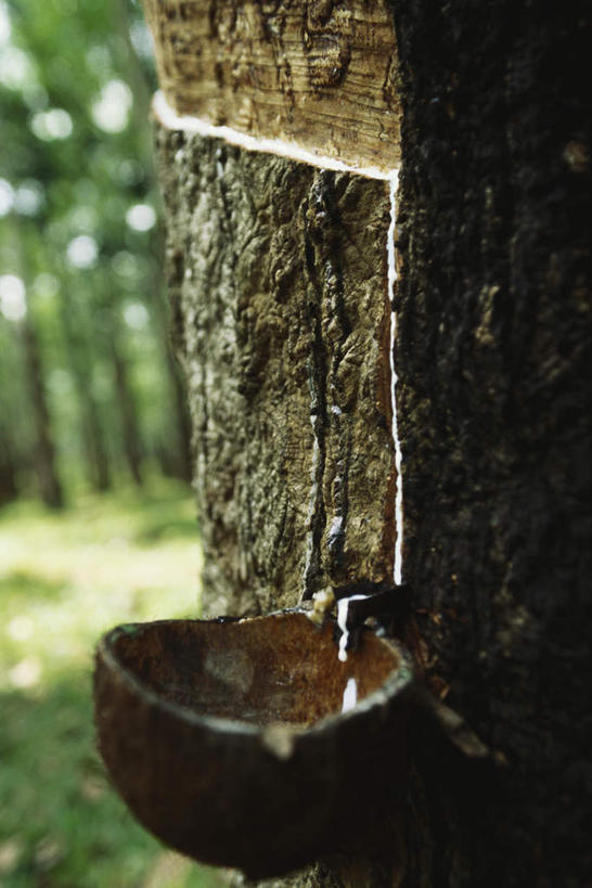 无人,竖图,室外,白天,正面,旅游,度假,草地,草坪,美景,树林,植物,斯里兰卡,亚洲,阴影,光线,影子,景观,娱乐,草,树,树木,绿色,阳光,自然,享受,休闲,橡胶,景色,放松,工业,生长,成长,燃料,自然风光,南亚,斯里兰卡民主社会主义共和国,乳胶,彩图