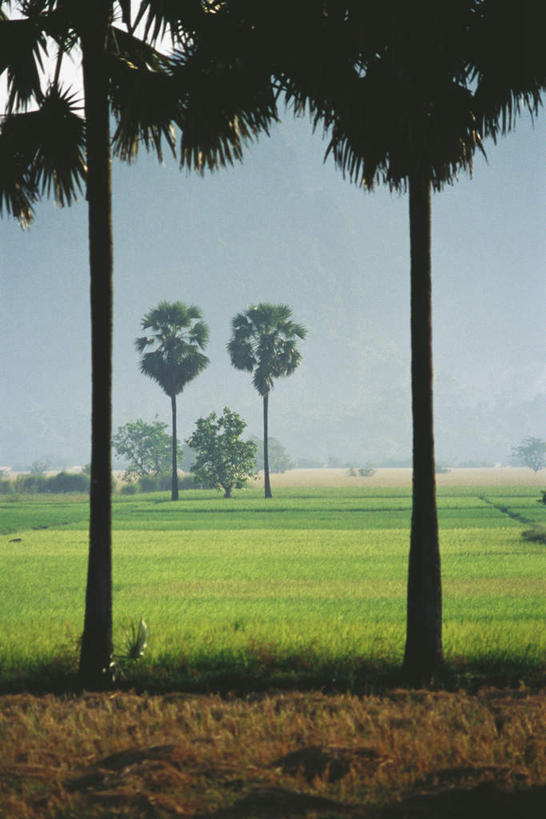 无人,竖图,室外,白天,正面,旅游,度假,草地,草坪,美景,植物,缅甸,亚洲,阴影,光线,影子,景观,娱乐,草,树,树木,蓝色,绿色,蓝天,天空,阳光,自然,天,享受,休闲,景色,放松,东南亚,生长,成长,自然风光,缅甸联邦,彩图