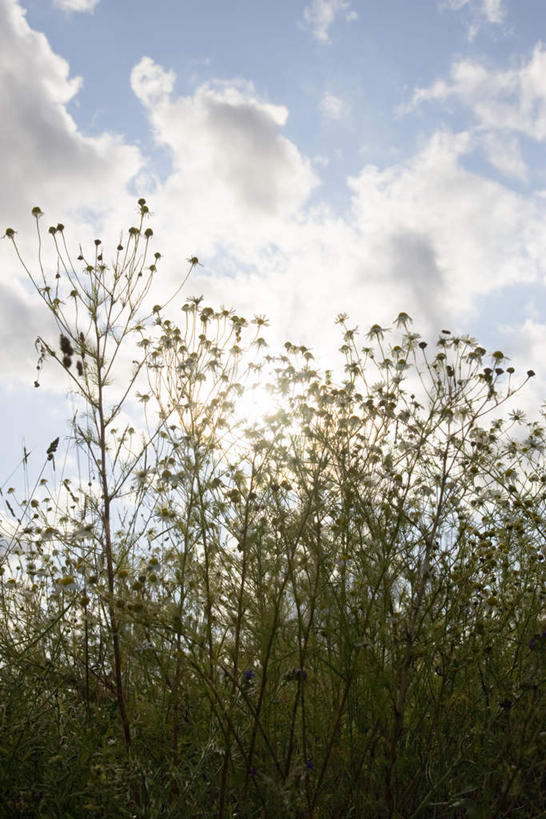 无人,竖图,室外,白天,仰视,旅游,度假,花海,花圃,美景,植物,叶子,许多,阴影,盛开,光线,影子,景观,云,云朵,花蕾,云彩,娱乐,花,花瓣,花朵,花卉,鲜花,蓝色,绿色,白云,蓝天,天空,阳光,自然,花丛,花束,花田,天,花苞,花蕊,享受,休闲,景色,放松,甘菊,晴朗,自然风光,杭菊花,高尚,杭白菊,晴空,彩图,低角度拍摄