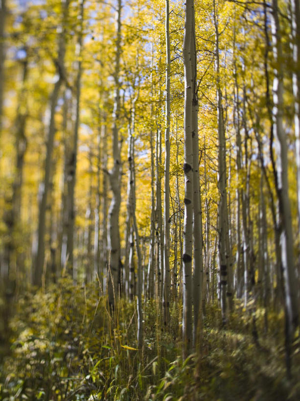 无人,竖图,室外,白天,正面,旅游,度假,美景,森林,树林,植物,美国,景观,娱乐,树,树木,绿色,自然,享受,休闲,景色,放松,生长,成长,北美,北美洲,自然风光,美洲,科罗拉多州,科罗拉多,北亚美利加洲,亚美利加洲,百年州,彩图