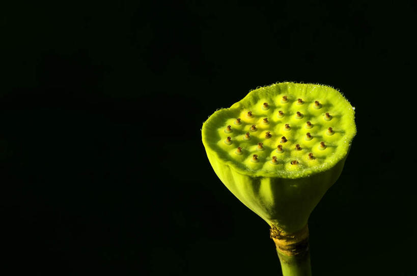 无人,横图,室内,特写,白天,正面,黑色背景,新鲜,一个,绿色,摄影,莲蓬,影棚,单个,青春,莲蓬子,莲子肉,生命,和平,安详,冷色,彩图,影棚拍摄,拍摄