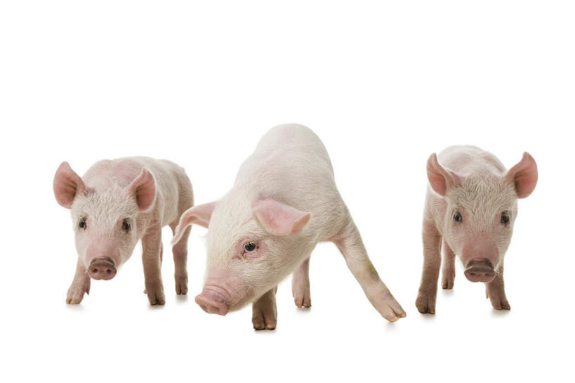 无人,站,横图,室内,白天,白色背景,正面,猪,注视,动物,观察,看,站着,家畜,摄影,牲畜,影棚,三头,观看,察看,关注,站立,彩图,全身,影棚拍摄,拍摄