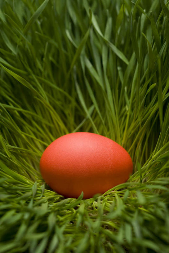 无人,竖图,俯视,室外,特写,白天,草地,草坪,植物,复活节,节日,庆祝,蛋,一颗,文化,草,绿色,庆典,橙色,纪念,彩蛋,复活节彩蛋,彩图,高角度拍摄