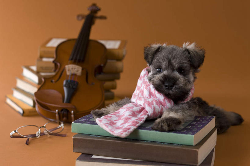 无人,横图,室内,白天,正面,宠物,狗,书籍,阴影,黄色背景,眼镜,影子,乐器,弦乐器,小提琴,雪纳瑞,迷你雪纳瑞,一只,动物,围巾,趴着,可爱,摄影,影棚,弓拉弦乐器,弓拉弦鸣乐器,近视眼镜,忠诚,书,图书,犬,趴,彩图,全身,影棚拍摄,拍摄