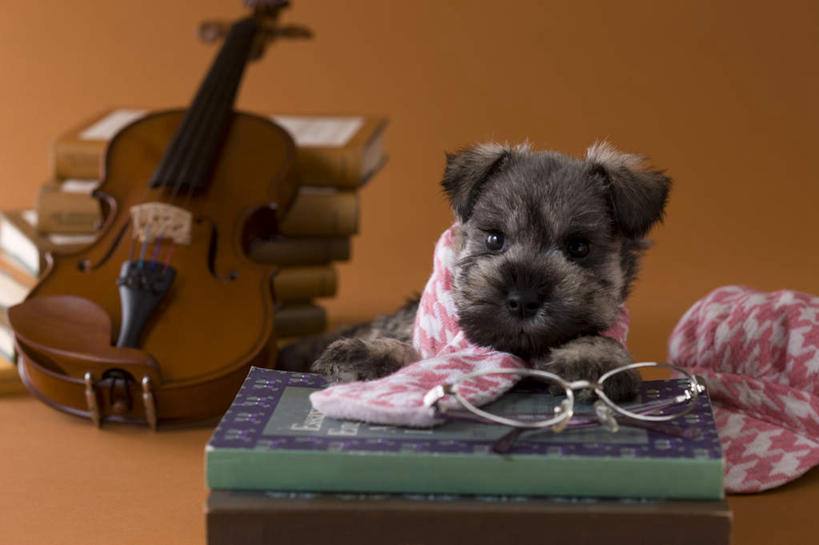 无人,横图,室内,白天,正面,宠物,狗,书籍,油画,许多,黄色背景,朦胧,模糊,艺术,笔,眼镜,乐器,弦乐器,小提琴,雪纳瑞,注视,一个,一只,动物,画笔,围巾,观察,看,趴着,可爱,摄影,影棚,单个,观看,调色盘,察看,调色板,关注,弓拉弦乐器,弓拉弦鸣乐器,近视眼镜,忠诚,书,图书,犬,趴,彩图,全身,影棚拍摄,拍摄