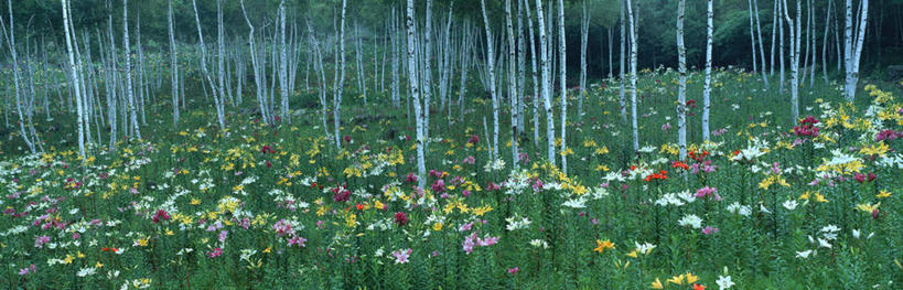 无人,横图,室外,白天,正面,旅游,度假,花海,花圃,美景,树林,植物,雾,百合花,叶子,长野县,日本,亚洲,朦胧,模糊,盛开,景观,花蕾,娱乐,花,花瓣,花朵,鲜花,树,树木,绿色,自然,花丛,花束,花田,花苞,花蕊,享受,休闲,景色,放松,生长,成长,迷雾,自然风光,东亚,本州,本州岛,日本国,中部地方,长野,强瞿,诹访,百合蒜,倒仙,番韭,山丹,大雾,彩图