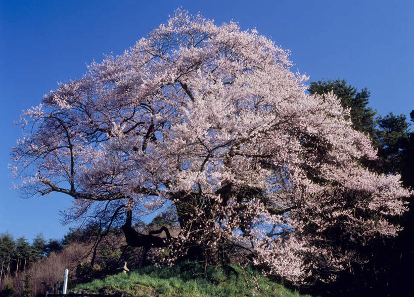 无人,横图,室外,白天,正面,旅游,度假,美景,树林,植物,樱花,日本,亚洲,许多,阴影,盛开,光线,影子,景观,粉红,花蕾,娱乐,花,花瓣,花朵,鲜花,树,树木,粉色,蓝色,绿色,蓝天,天空,阳光,自然,天,花苞,花蕊,享受,休闲,景色,放松,生长,成长,自然风光,东亚,本州,关东地方,本州岛,日本国,群马,群马县,彩图