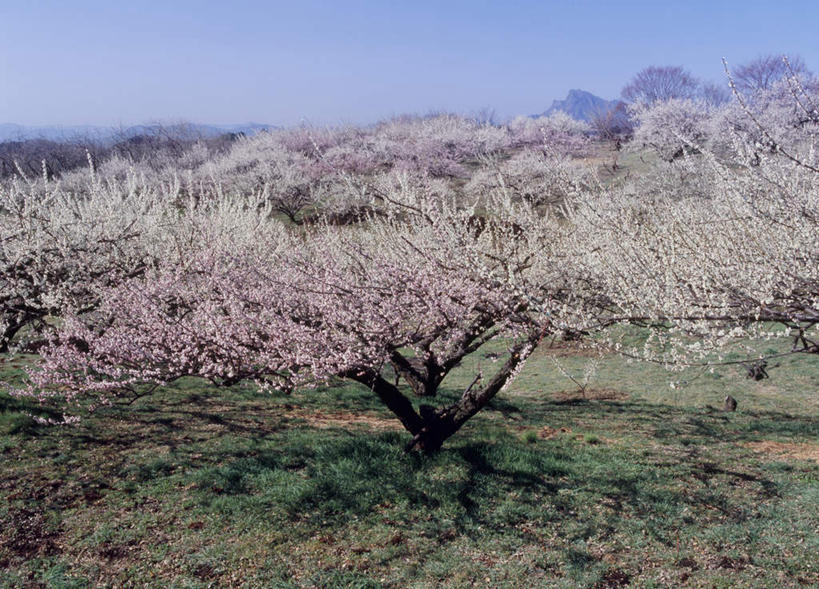 无人,横图,室外,白天,正面,旅游,度假,草地,草坪,美景,树林,植物,樱花,日本,亚洲,许多,阴影,盛开,光线,影子,景观,云,云朵,粉红,花蕾,云彩,娱乐,草,花,花瓣,花朵,鲜花,树,树木,粉色,蓝色,绿色,白云,蓝天,天空,阳光,自然,天,花苞,花蕊,享受,休闲,景色,放松,生长,成长,自然风光,东亚,本州,关东地方,本州岛,日本国,群马,群马县,彩图