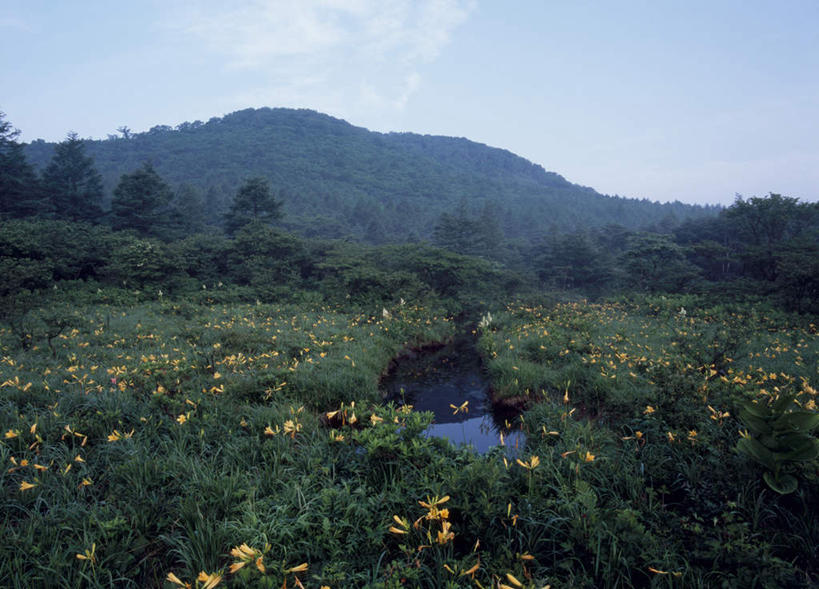 无人,横图,室外,白天,正面,旅游,度假,花海,花圃,河流,美景,山,山脉,树林,水,植物,百合花,叶子,日本,亚洲,许多,阴影,盛开,光线,影子,河水,景观,山峰,水流,云,云朵,山峦,花蕾,云彩,娱乐,花,花瓣,花朵,鲜花,树,树木,黄色,蓝色,绿色,白云,蓝天,天空,小溪,阳光,自然,花丛,花束,花田,群山,天,溪水,花苞,花蕊,享受,休闲,景色,放松,生长,成长,自然风光,东亚,本州,关东地方,本州岛,日本国,栃木,栃木县,百合,彩图