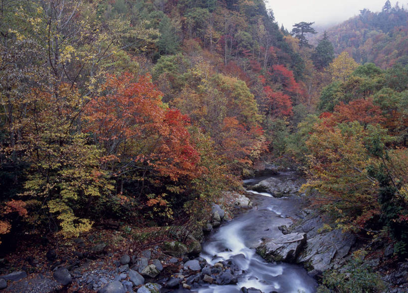 无人,横图,俯视,室外,白天,旅游,度假,河流,美景,秋季,森林,山,山脉,树林,水,植物,雾,日本,亚洲,许多,朦胧,模糊,河水,景观,山峰,水流,山峦,娱乐,树,树木,黄色,红色,绿色,自然,群山,享受,休闲,景色,放松,生长,成长,迷雾,自然风光,东亚,本州,关东地方,本州岛,日本国,群马,群马县,大雾,秋,秋天,彩图,高角度拍摄