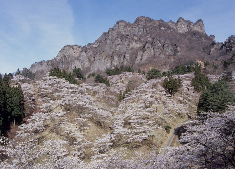 无人,横图,室外,白天,仰视,旅游,度假,石头,美景,山,山脉,树林,植物,樱花,日本,亚洲,许多,盛开,石子,景观,山峰,云,云朵,粉红,山峦,花蕾,云彩,娱乐,花,花瓣,花朵,鲜花,树,树木,粉色,蓝色,绿色,白云,蓝天,天空,自然,群山,天,花苞,花蕊,享受,休闲,景色,放松,生长,成长,自然风光,东亚,本州,关东地方,本州岛,日本国,群马,群马县,石块,岩石,彩图,低角度拍摄