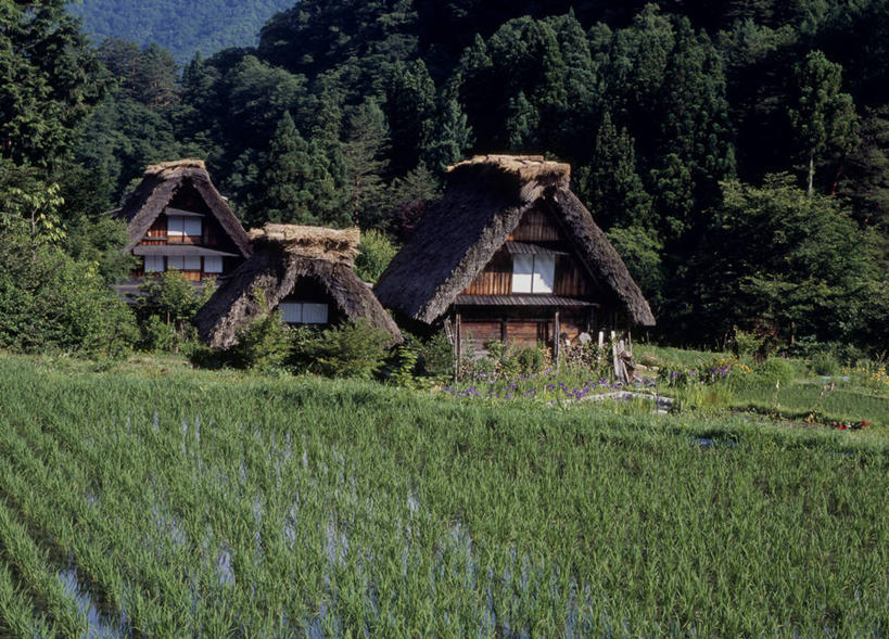 无人,家,木屋,农田,横图,室外,白天,正面,旅游,度假,农业,庄稼,农作物,美景,森林,山,山脉,树林,植物,日本,亚洲,阴影,光线,影子,稻田,景观,山峰,谷物,水稻,山峦,娱乐,稻,住宅,树,树木,绿色,阳光,自然,群山,享受,休闲,景色,放松,生长,成长,自然风光,东亚,本州,本州岛,日本国,中部地方,岐阜,岐阜县,彩图,耕地,庄稼田,茅舍,茅屋,棚屋,小木屋,小屋,大野郡,白川村