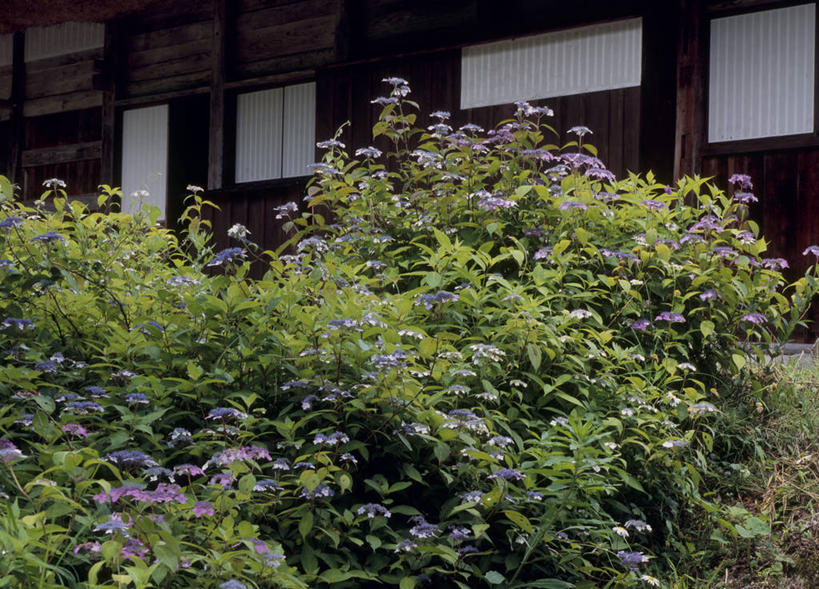 无人,家,木屋,横图,室外,白天,仰视,旅游,度假,骄傲,花海,花圃,美景,植物,八仙花,叶子,日本,亚洲,盛开,景观,花蕾,娱乐,住宅,花,花瓣,花朵,花卉,鲜花,绿色,自然,花丛,花束,花田,花苞,花蕊,绣球花,享受,休闲,景色,放松,紫阳花,洋绣球,自然风光,东亚,本州,本州岛,日本国,中部地方,岐阜,岐阜县,草绣球,斗球,七变化,粉团花,善变,彩图,低角度拍摄,茅舍,茅屋,棚屋,小木屋,小屋,大野郡,白川村