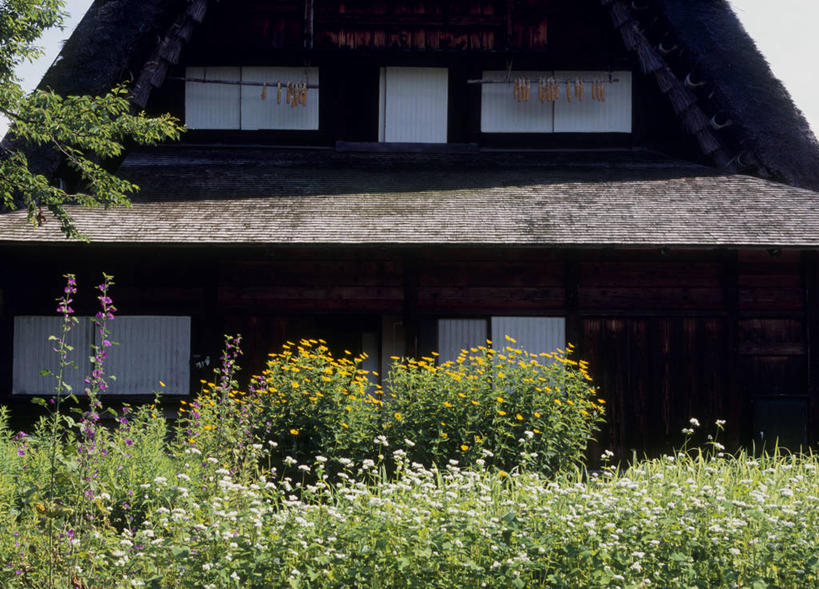 无人,家,木屋,横图,室外,白天,正面,旅游,度假,花海,花圃,美景,植物,叶子,日本,亚洲,阴影,盛开,光线,影子,景观,花蕾,娱乐,住宅,花,花瓣,花朵,花卉,鲜花,树,树木,绿色,阳光,自然,花丛,花束,花田,花苞,花蕊,享受,休闲,景色,放松,生长,成长,自然风光,东亚,本州,本州岛,日本国,中部地方,岐阜,岐阜县,彩图,茅舍,茅屋,棚屋,小木屋,小屋,大野郡,白川村