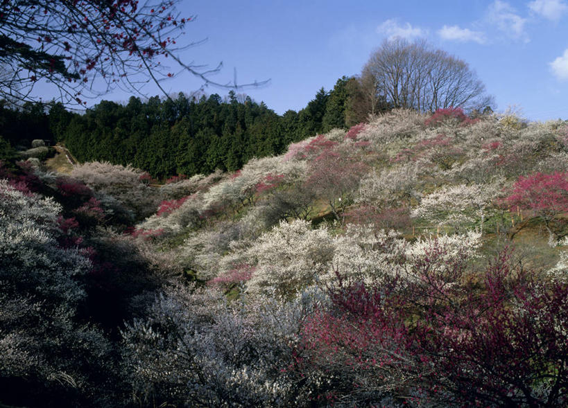 无人,横图,室外,白天,正面,旅游,度假,美景,森林,山,山脉,树林,植物,东京,日本,亚洲,阴影,盛开,光线,影子,景观,山峰,云,云朵,梅花,山峦,花蕾,云彩,娱乐,花,花瓣,花朵,鲜花,树,树木,红色,蓝色,绿色,白色,白云,蓝天,天空,阳光,自然,群山,天,花苞,花蕊,青梅,享受,休闲,景色,放松,生长,晴朗,成长,高雅,坚强,自然风光,东亚,本州,关东地方,本州岛,日本国,东京都,春梅,梅,晴空,红梅,彩图,多摩地方,多摩地区,多摩地域,青梅市,三多摩,白梅花,绿萼梅,绿梅,绿梅花