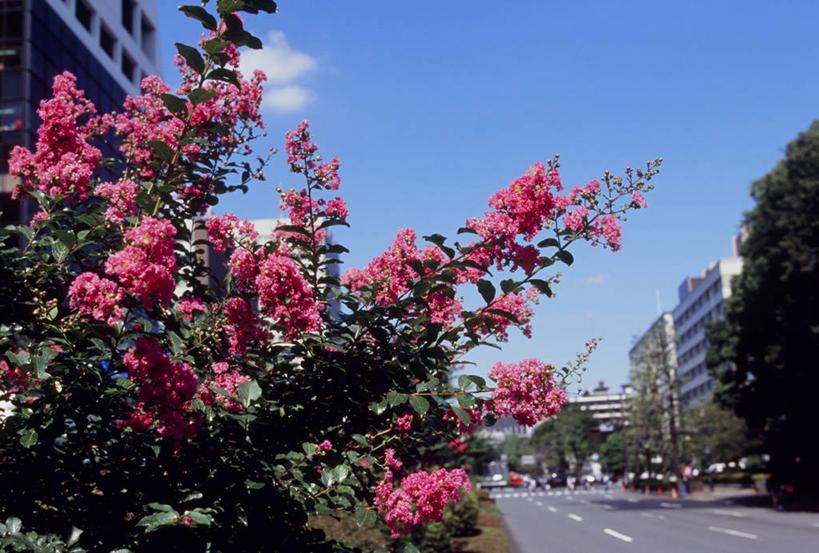 无人,高楼大厦,横图,室外,白天,仰视,爱情,度假,美景,植物,城市风光,城市,大厦,道路,建筑,路,摩天大楼,公路,东京,日本,亚洲,阴影,盛开,光线,影子,景观,云,云朵,分界线,停车线,交通,花蕾,云彩,娱乐,建设,花,花瓣,花朵,鲜花,树,树木,粉色,蓝色,绿色,白云,蓝天,天空,阳光,自然,天,花苞,花蕊,享受,休闲,景色,放松,千代田区,生长,晴朗,成长,沉迷,车行道,车行道分界线,标线,东亚,车行线,本州,关东地方,本州岛,日本国,东京都,紫薇,痒痒树,好运,晴空,马路,五里香,怕痒花,满堂红,百日红,彩图,低角度拍摄,大楼,高层建筑,高楼,摩天楼