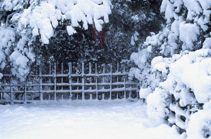 无人,栏杆,横图,室外,白天,正面,旅游,度假,美景,雪,植物,大雪,京都,日本,亚洲,栅栏,积雪,景观,篱笆,雪景,冬季,冬天,围栏,娱乐,护栏,树,树木,绿色,自然,享受,休闲,景色,放松,寒冷,京都府,生长,成长,自然风光,东亚,本州,本州岛,日本国,近畿地方,近畿,严寒,嵯峨野,右京区,彩图