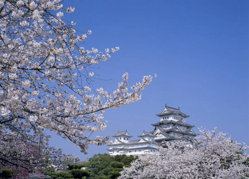 无人,横图,室外,白天,仰视,旅游,度假,幸福,纯洁,名胜古迹,植物,标志建筑,地标,建筑,樱花,日本,亚洲,阴影,遗迹,盛开,光线,影子,堡垒,城堡,花蕾,古迹,文物,娱乐,建设,古建筑,花,花瓣,花朵,鲜花,树,树木,粉色,蓝色,绿色,蓝天,天空,阳光,自然,天,花苞,花蕊,享受,休闲,旅游胜地,放松,生长,晴朗,成长,等待,生命,要塞,古文明,东亚,本州,世界文化遗产,万里无云,本州岛,日本国,近畿地方,姬路城,近畿,兵库,兵库县,仙樱花,福岛樱,青肤樱,高尚,热烈,白鹭城,姬路,姬路市,设防,晴空,晴空万里,荆桃,彩图,低角度拍摄