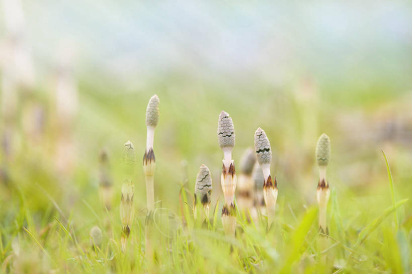 无人,横图,室外,特写,白天,正面,草地,草坪,花海,花圃,美景,植物,叶子,日本,亚洲,阴影,朦胧,模糊,盛开,光线,影子,景观,花蕾,草,花,花瓣,花朵,花卉,鲜花,绿色,阳光,自然,花丛,花束,花田,花苞,花蕊,景色,自然风光,东亚,本州,本州岛,日本国,近畿地方,近畿,滋贺,滋贺县,彩图,木麻黄,马尾树,驳骨松