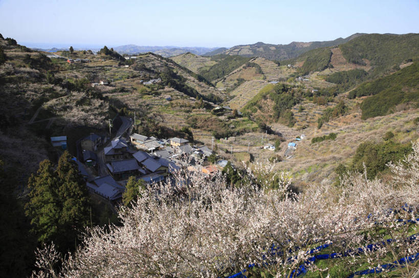 无人,横图,俯视,室外,白天,旅游,度假,草地,草坪,石头,美景,山,山脉,植物,日本,亚洲,阴影,盛开,光线,石子,影子,景观,山峰,梅花,山峦,花蕾,娱乐,草,花,花瓣,花朵,鲜花,树,树木,蓝色,绿色,蓝天,天空,阳光,自然,群山,天,花苞,花蕊,享受,休闲,景色,放松,生长,晴朗,成长,高雅,坚强,自然风光,东亚,本州,万里无云,本州岛,日本国,近畿地方,近畿,和歌山,和歌山县,春梅,梅,石块,岩石,晴空,晴空万里,彩图,高角度拍摄,田边市