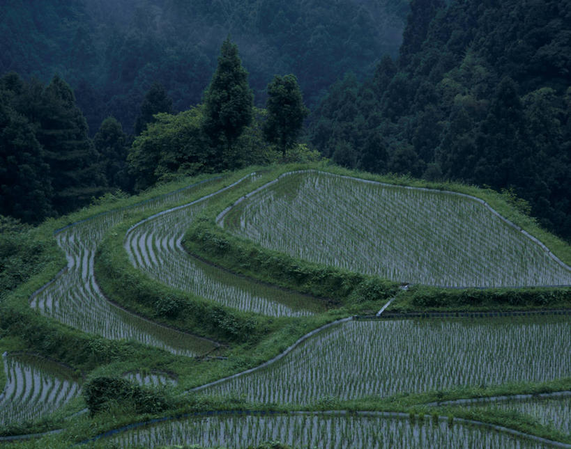 无人,农田,横图,俯视,室外,白天,旅游,度假,庄稼,梯田,农作物,美景,森林,山,山脉,树林,植物,日本,亚洲,曲折,弯曲,稻田,景观,山峰,山峦,娱乐,树,树木,绿色,自然,群山,享受,休闲,景色,放松,蜿蜒,生长,成长,自然风光,东亚,德岛县,日本国,四国地方,四国,四国岛,徳岛,彩图,高角度拍摄,耕地,庄稼田,上胜町,胜浦郡