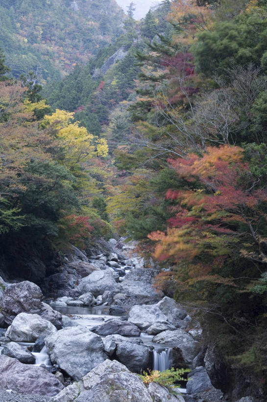 无人,竖图,室外,白天,正面,旅游,度假,石头,美景,秋季,森林,山,山脉,树林,植物,叶子,日本,亚洲,石子,景观,山峰,枯叶,落叶,山峦,娱乐,树,树木,绿色,自然,群山,享受,休闲,景色,放松,生长,成长,自然风光,东亚,德岛县,日本国,四国地方,四国,四国岛,徳岛,叶,叶片,石块,岩石,秋,秋天,彩图,那贺郡,那贺町