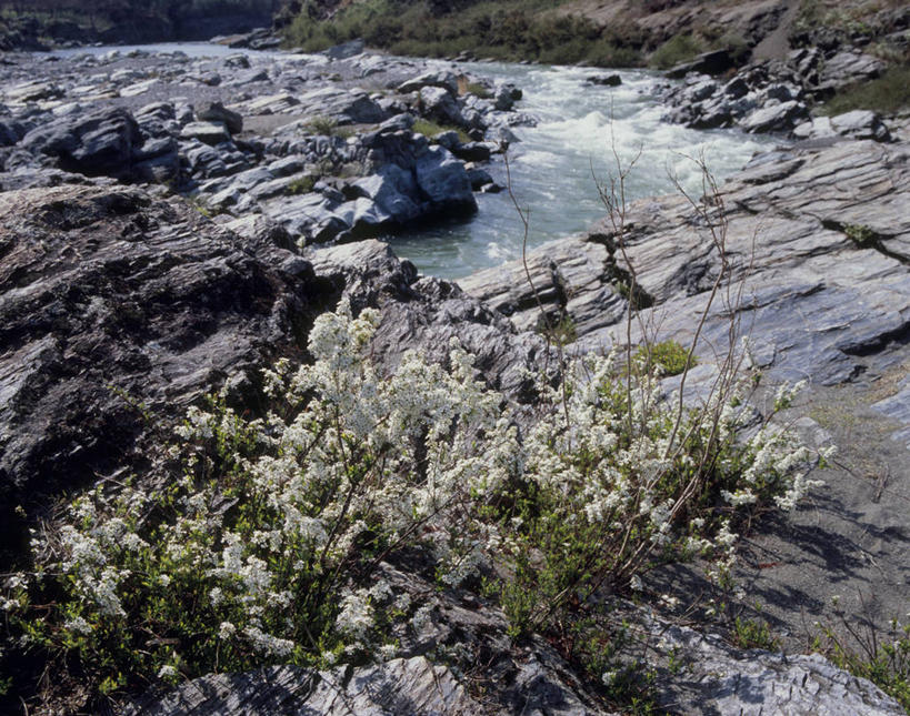 无人,横图,俯视,室外,白天,旅游,度假,草地,草坪,河流,石头,美景,水,植物,日本,亚洲,阴影,光线,石子,影子,河水,景观,水流,娱乐,草,绿色,小溪,阳光,自然,溪水,享受,休闲,景色,放松,自然风光,东亚,本州,关东地方,本州岛,日本国,崎玉,崎玉县,石块,岩石,彩图,高角度拍摄,长瀞町,秩父郡,秩父市