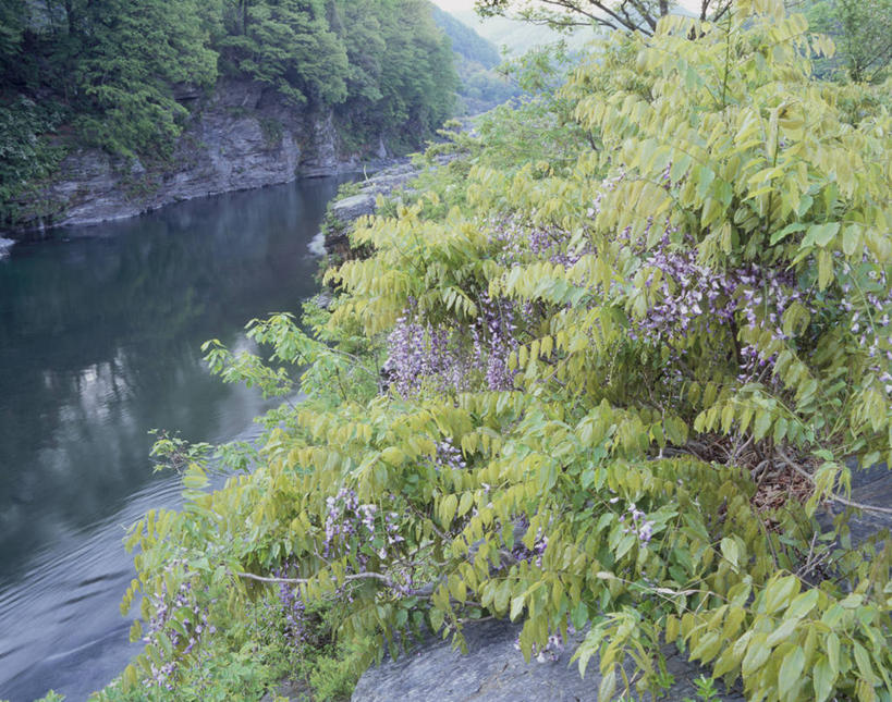 无人,横图,室外,白天,正面,旅游,度假,河流,石头,美景,森林,山,山脉,树林,水,植物,日本,亚洲,阴影,光线,石子,影子,河水,景观,山峰,水流,山峦,娱乐,树,树木,绿色,阳光,自然,群山,享受,休闲,景色,放松,生长,成长,自然风光,东亚,本州,关东地方,本州岛,日本国,崎玉,崎玉县,石块,岩石,彩图,长瀞町,秩父郡,秩父市