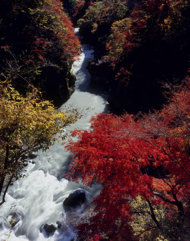 无人,竖图,俯视,室外,白天,旅游,度假,河流,石头,美景,水,峡谷,枫树,叶子,日本,亚洲,阴影,光线,石子,影子,河水,景观,水流,枫叶,枯叶,落叶,山谷,娱乐,黄色,红色,小溪,阳光,自然,溪水,享受,休闲,景色,放松,枫树叶,岩层,自然风光,东亚,本州,关东地方,本州岛,日本国,槭树,崎玉,崎玉县,叶,叶片,石块,岩石,彩图,高角度拍摄,秩父市