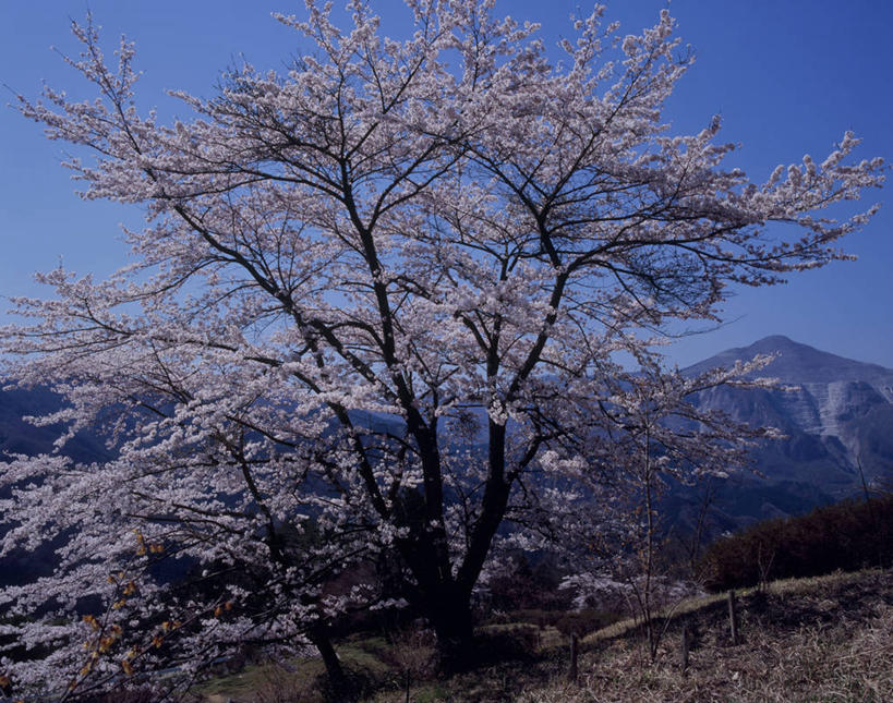 无人,横图,室外,白天,正面,旅游,度假,幸福,纯洁,美景,山,山脉,樱花,日本,亚洲,阴影,盛开,光线,影子,景观,山峰,山峦,花蕾,娱乐,花,花瓣,花朵,鲜花,蓝色,蓝天,天空,阳光,自然,群山,天,花苞,花蕊,享受,休闲,景色,放松,晴朗,等待,生命,自然风光,东亚,本州,万里无云,关东地方,本州岛,日本国,仙樱花,福岛樱,青肤樱,崎玉,崎玉县,高尚,热烈,晴空,晴空万里,荆桃,彩图,横濑町,秩父郡,秩父市