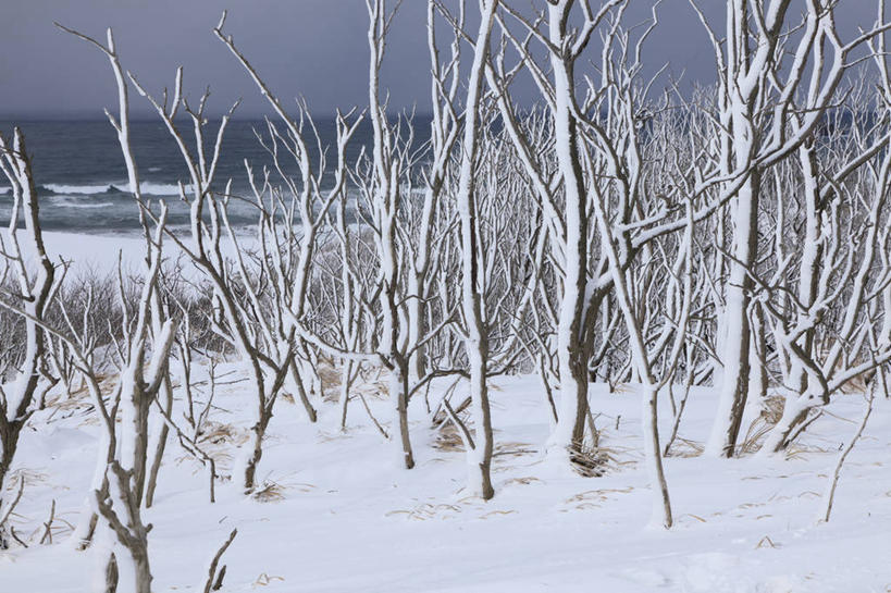 无人,横图,室外,白天,正面,旅游,度假,海浪,海洋,美景,雪,植物,大雪,日本,亚洲,积雪,景观,浪花,雪景,冬季,冬天,枝条,娱乐,树,树木,树枝,自然,海水,享受,休闲,景色,放松,寒冷,自然风光,海景,东亚,本州,本州岛,日本国,中国地方,严寒,鸟取,鸟取沙丘,鸟取县,虬枝,枝杈,大海,风浪,海,海水的波动,近岸浪,涌浪,彩图