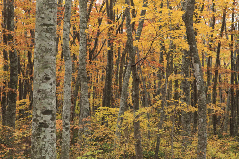 无人,横图,室外,白天,正面,旅游,度假,美景,秋季,森林,树林,植物,叶子,日本,亚洲,景观,枯叶,落叶,娱乐,树,树木,绿色,自然,享受,休闲,景色,放松,生长,成长,自然风光,东亚,山毛榉,本州,本州岛,日本国,中国地方,麻栎金刚,山毛榉树,鸟取,鸟取县,叶,叶片,秋,秋天,彩图,大山町,西伯郡