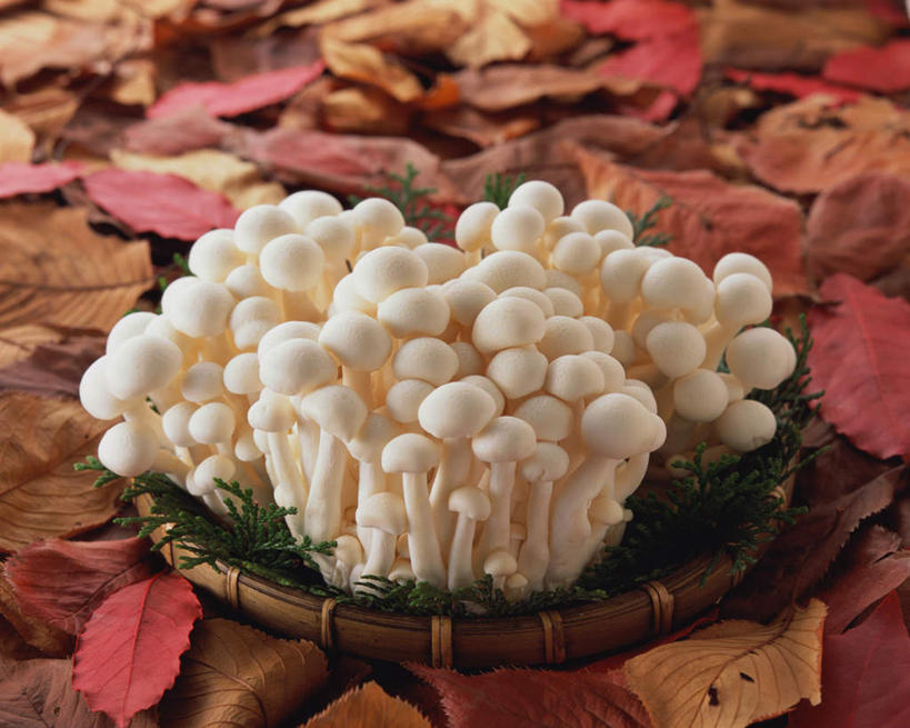 无人,交叉,横图,俯视,室内,特写,白天,餐桌,桌子,竹子,蔬菜,叶子,一堆,许多,堆叠,堆积,竹制,新鲜,编织,篮子,菌菇,蘑菇,食品,枯叶,落叶,很多,菌类,食物,白色,竹篮,食用菌,有机食品,绿色食品,餐台,竹条,堆,交织,竹制品,穿插,伞菌,蟹味菇,斑玉蕈,荷叶离褶伞,玉蕈,真姬菇,叶,叶片,彩图,高角度拍摄