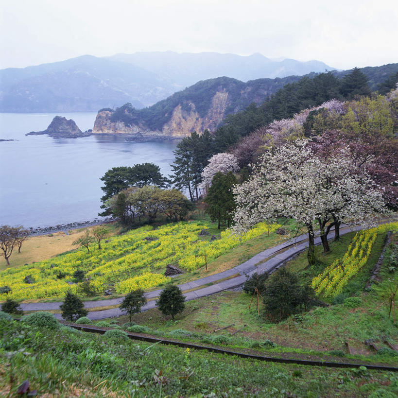 无人,方图,俯视,室外,白天,旅游,度假,幸福,纯洁,草地,草坪,花海,花圃,河流,美景,山,山脉,水,植物,雾,道路,路,樱花,叶子,静冈县,日本,亚洲,阴影,波纹,朦胧,模糊,盛开,光线,影子,河水,景观,山峰,水流,小路,交通,涟漪,山峦,花蕾,娱乐,草,花,花瓣,花朵,花卉,鲜花,树,树木,黄色,蓝色,绿色,倒影,蓝天,水纹,天空,阳光,自然,波浪,花丛,花束,花田,群山,天,花苞,花蕊,享受,休闲,芥菜,景色,放松,生长,晴朗,成长,等待,迷雾,倒映,生命,自然风光,东亚,大头菜,本州,万里无云,本州岛,日本国,中部地方,静冈,水晕,仙樱花,福岛樱,青肤樱,高尚,盖菜,热烈,反照,大雾,晴空,晴空万里,荆桃,彩图,高角度拍摄