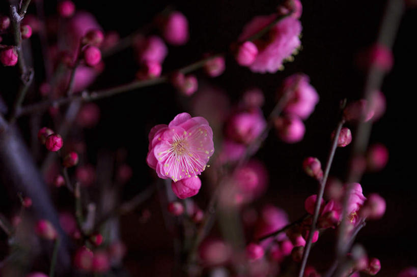 无人,横图,室外,特写,白天,正面,盛开,梅花,花蕾,花,花瓣,花朵,鲜花,花苞,花蕊,彩图