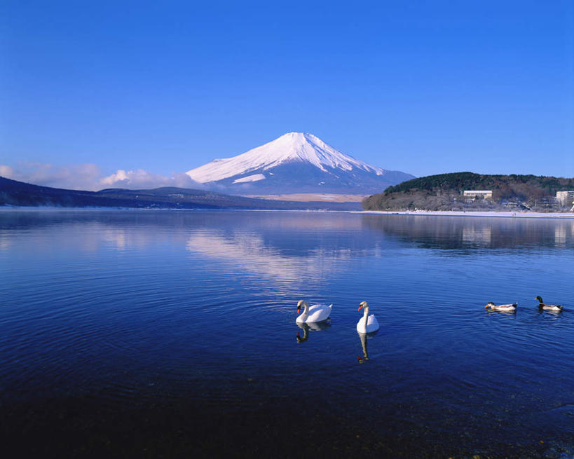 游泳,无人,横图,室外,白天,正面,旅游,度假,湖,湖泊,火山,美景,山,山脉,水,鸟,野生动物,天鹅,富士山,静冈县,日本,亚洲,四只,鸟类,冰面,湖面,景观,山峰,水流,水面,山峦,注视,娱乐,蓝色,蓝天,天空,自然,动物,湖水,群山,天,观察,看,享受,休闲,景色,放松,可爱,观看,察看,关注,自然风光,东亚,本州,本州岛,日本国,中部地方,静冈,山梨,山梨县,泅水,拍浮,活火山,死火山,休眠火山,鹄,彩图,全身