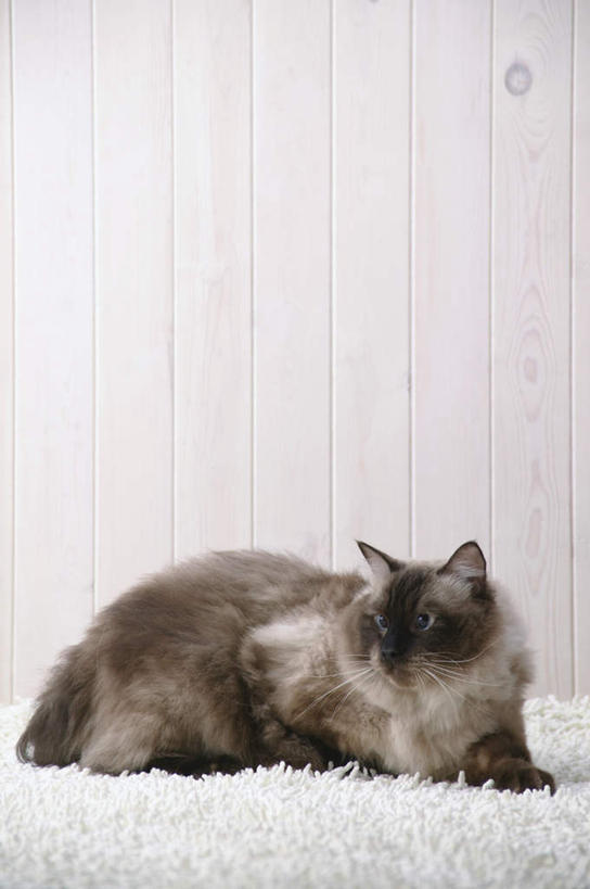 无人,竖图,室内,特写,白天,侧面,宠物,猫,纺织品,装饰,毛毯,毯子,扭头,注视,纺织,一只,白色,动物,垫子,观察,看,趴着,转头,温暖,可爱,摄影,影棚,观看,华丽,修饰,点缀,察看,关注,猫咪,缅因库恩猫,衬托,美观,雅致,雅观,缅因猫,趴,彩图,全身,影棚拍摄,拍摄