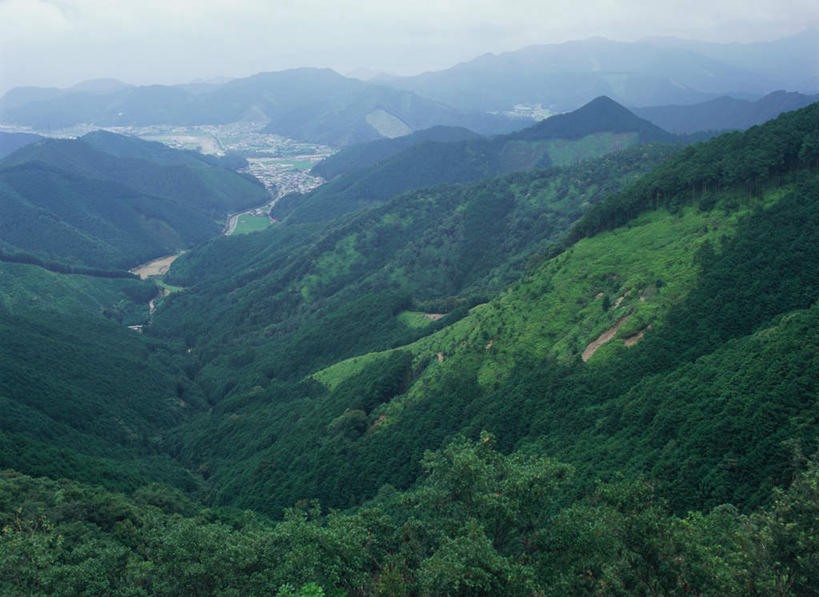 无人,横图,俯视,室外,白天,旅游,度假,美景,森林,山,树林,植物,日本,亚洲,景观,山峰,山峦,娱乐,树,树木,绿色,自然,享受,休闲,景色,放松,生长,成长,自然风光,东亚,本州,本州岛,日本国,近畿地方,近畿,和歌山,和歌山县,彩图,高角度拍摄