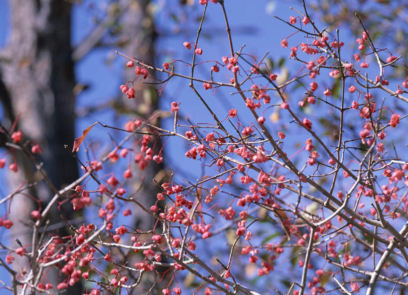 无人,横图,室外,白天,正面,旅游,度假,美景,植物,长野县,日本,亚洲,朦胧,模糊,景观,娱乐,树,树木,红色,蓝色,蓝天,天空,自然,天,享受,休闲,景色,放松,生长,成长,自然风光,东亚,本州,本州岛,日本国,中部地方,长野,彩图