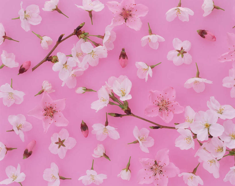 无人,横图,俯视,室内,特写,白天,幸福,纯洁,樱花,许多,粉色背景,盛开,花蕾,花,花瓣,花朵,鲜花,粉色,花苞,花蕊,摄影,影棚,等待,生命,仙樱花,福岛樱,青肤樱,高尚,热烈,荆桃,彩图,高角度拍摄,影棚拍摄,拍摄