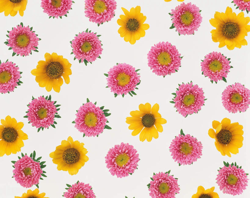 无人,横图,俯视,彩色,室内,特写,白天,白色背景,爱情,幸福,太阳,向日葵,一排,许多,整齐,盛开,花蕾,花,花瓣,花朵,鲜花,排列,花苞,花蕊,摄影,影棚,队列,翠菊,光辉,沉默,忠诚,勇敢,投缘,爱慕,高傲,朝阳花,葵花,望日莲,向阳花,转日莲,彩图,高角度拍摄,影棚拍摄,拍摄