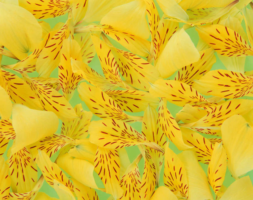 无人,横图,俯视,室内,特写,白天,一堆,许多,堆叠,堆积,黄色背景,盛开,花蕾,花,花瓣,花朵,鲜花,黄色,花苞,花蕊,摄影,影棚,堆,水仙百合,秘鲁百合,彩图,高角度拍摄,影棚拍摄,拍摄