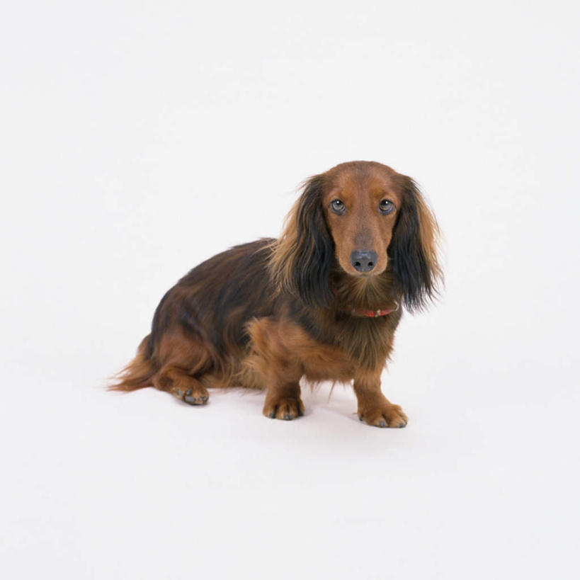 无人,坐,方图,俯视,室内,特写,白天,白色背景,宠物,狗,猎犬,注视,一只,动物,观察,看,可爱,摄影,影棚,观看,察看,关注,德国猎犬,忠诚,犬,抬头,仰头,坐着,彩图,高角度拍摄,全身,影棚拍摄,拍摄