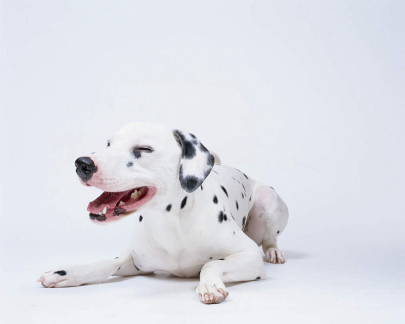 无人,闭眼,横图,室内,特写,白天,白色背景,正面,宠物,狗,图案,斑点,斑点狗,大麦町犬,一只,动物,趴着,张嘴,可爱,摄影,影棚,张大嘴巴,忠诚,斑点犬,张开嘴,犬,闭眼睛,闭着眼,闭着眼睛,趴,彩图,全身,影棚拍摄,拍摄