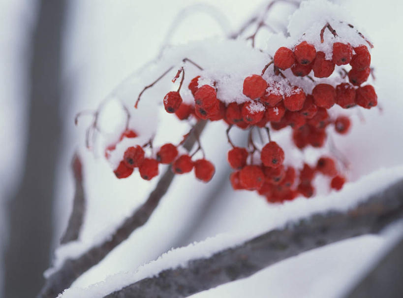 无人,横图,室外,特写,白天,仰视,旅游,度假,美景,雪,大雪,浆果,许多,朦胧,模糊,积雪,景观,雪景,冬天,果实,娱乐,树枝,红色,自然,享受,休闲,景色,放松,忧伤,美好,自然风光,善良,痛苦,忠诚,花楸,红果臭山槐,百华花楸,马加木,彩图,低角度拍摄,哭泣