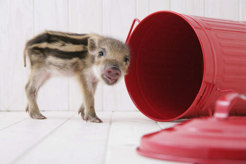 无人,站,横图,室内,白天,白色背景,侧面,地板,野生动物,猪,条纹,环保,野猪,垃圾桶,地面,注视,木地板,一只,红色,动物,容器,观察,看,站着,可爱,摄影,活泼,影棚,能源,观看,储藏,垃圾箱,回收,资源,察看,储存,关注,倒地,凶猛,利用,低碳,循环,持续,山猪,残暴,凶残,站立,彩图,全身,影棚拍摄,拍摄,贮存